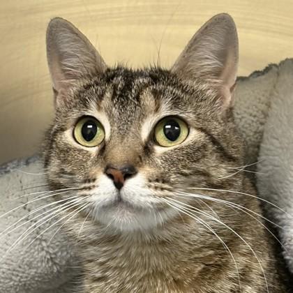 Enlarge Pop Star, a Adoptable mixed breed in Richmond, VA image 2/2