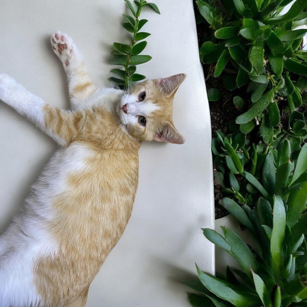 Loyd, Adopted, Kitten Male Domestic Short Hair.