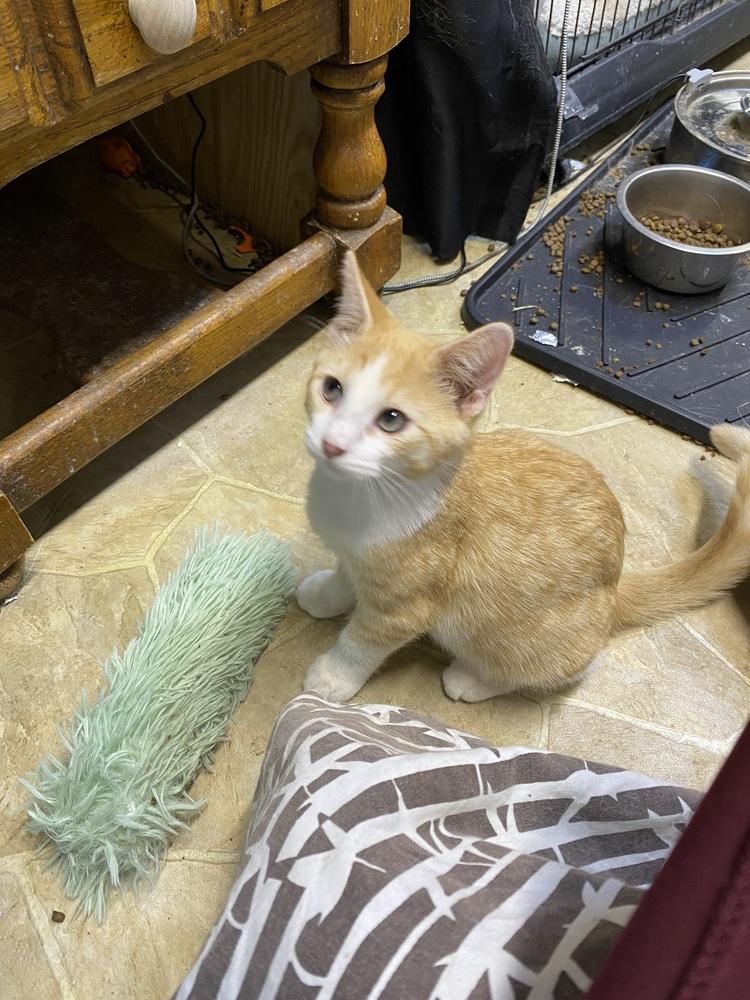 Enlarge Loyd, a Adopted mixed breed in Bellevue, NE image 5/6