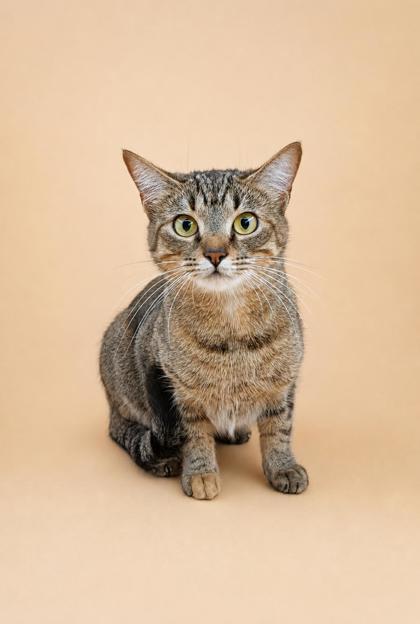 Enlarge Millie, a ADOPTABLE mixed breed in Dahlonega, GA image 1/1