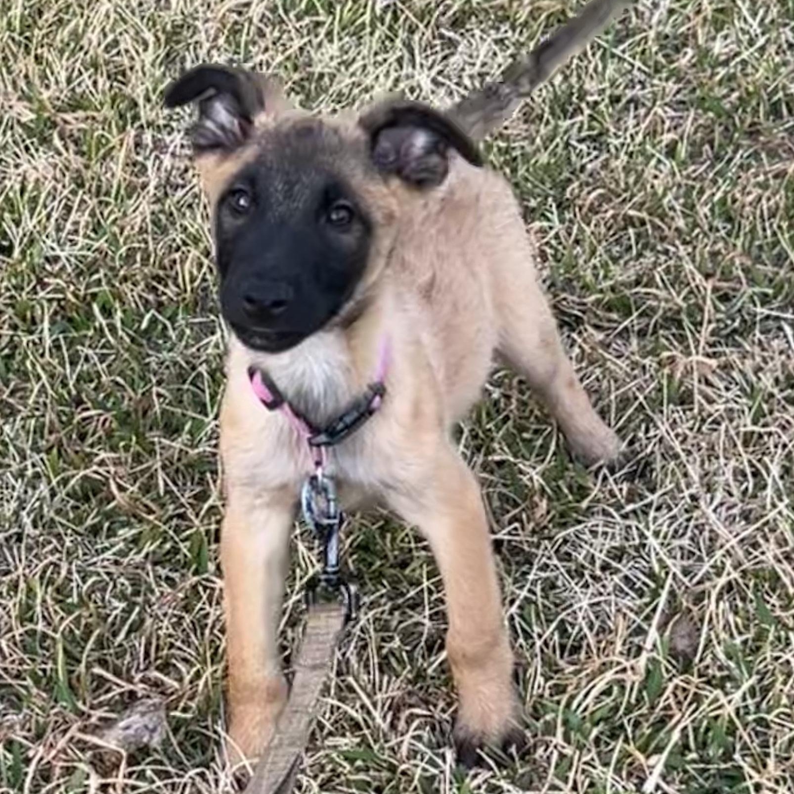 Crosby, a Adoptable mixed breed in Bellaire, TX image 2/6