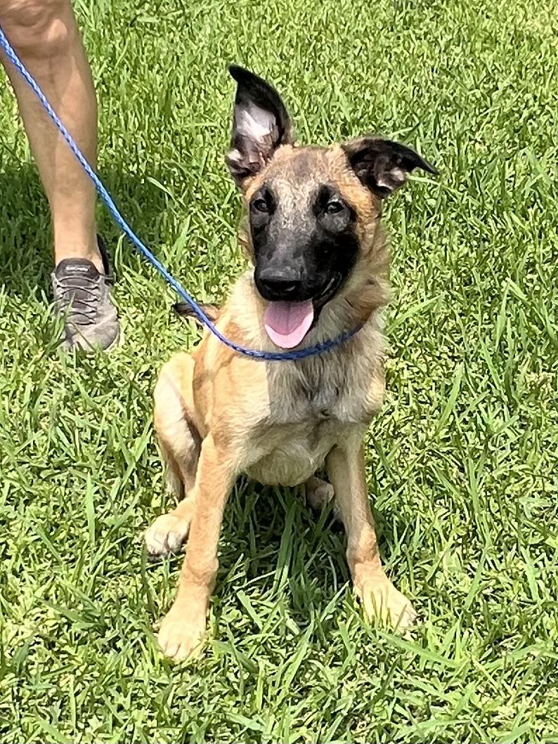 Crosby, a Adoptable mixed breed in Bellaire, TX image 4/6