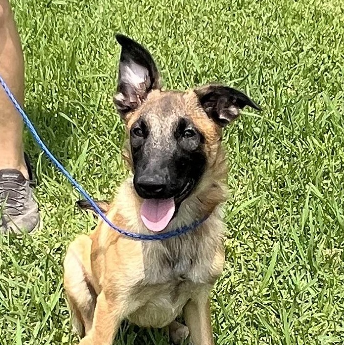 Enlarge Crosby, a Adoptable Belgian Shepherd / Malinois in Bellaire, TX image 1/6