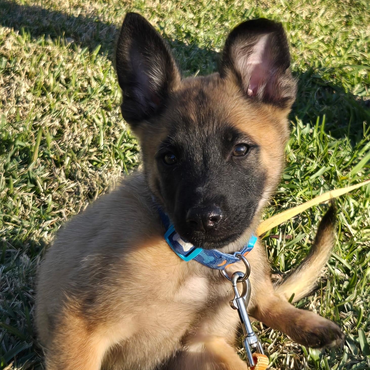Crosby, Adoptable, Young Male Belgian Shepherd / Malinois & Dutch Shepherd.