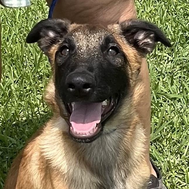 Crosby, Adoptable, Young Male Belgian Shepherd / Malinois & Dutch Shepherd.
