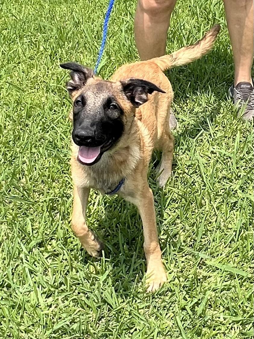Crosby, a Adoptable mixed breed in Bellaire, TX image 5/6