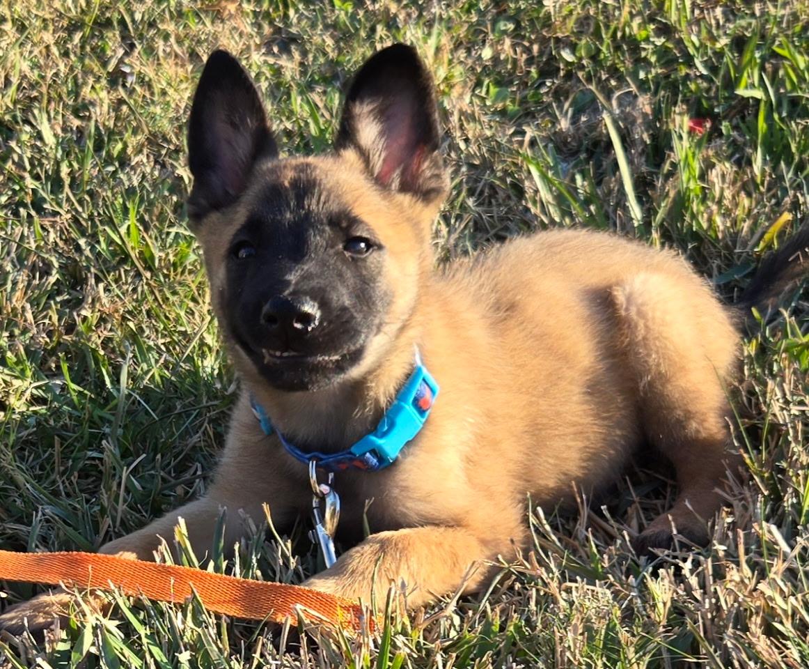 Crosby, a Adoptable mixed breed in Bellaire, TX image 6/6
