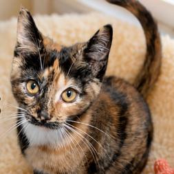 Patches, Adoptable, Kitten Female Domestic Short Hair.