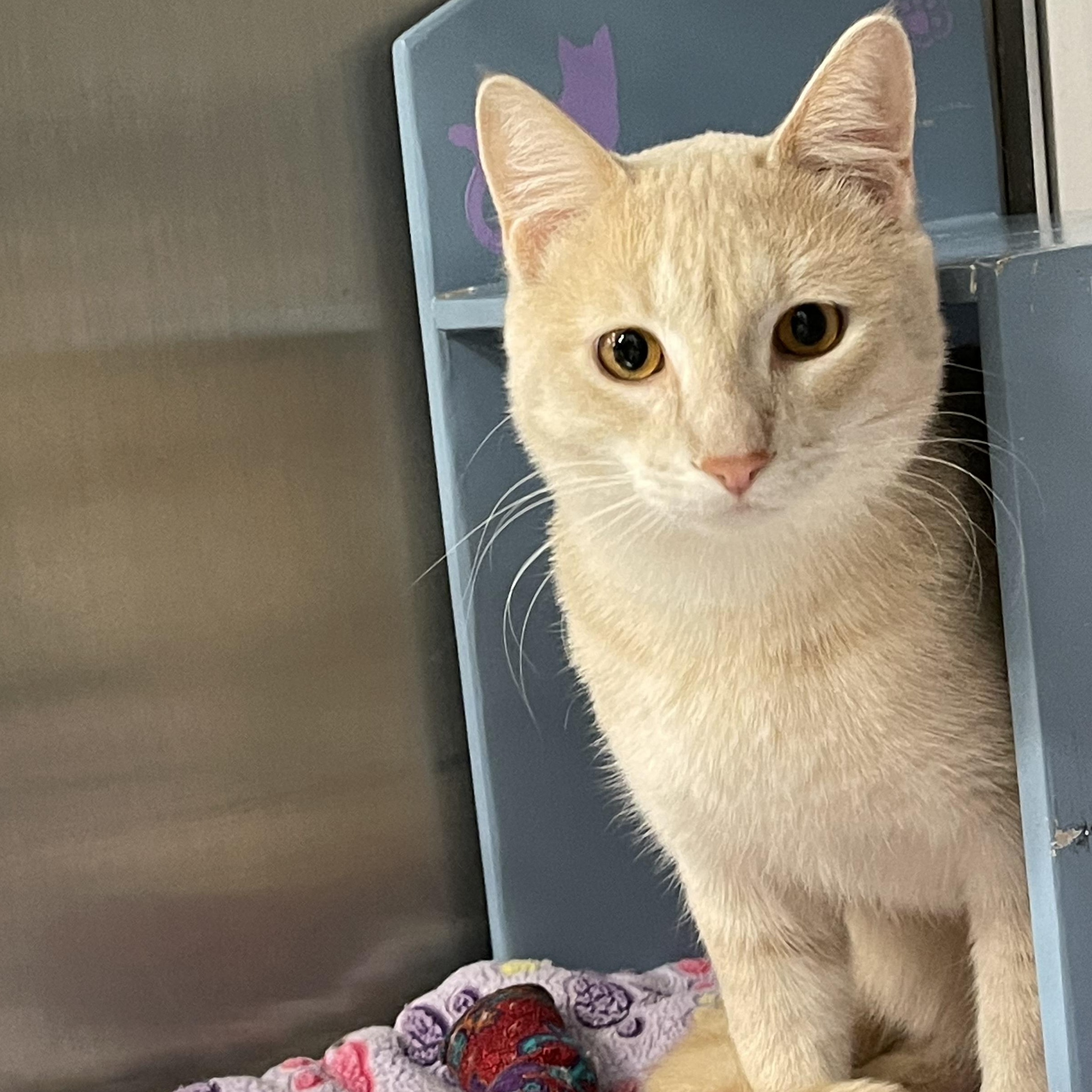 Enlarge George @ Livonia PetSmart  ~ Adopted 4/18/26, an adopted Tabby in Livonia, MI image 3/4