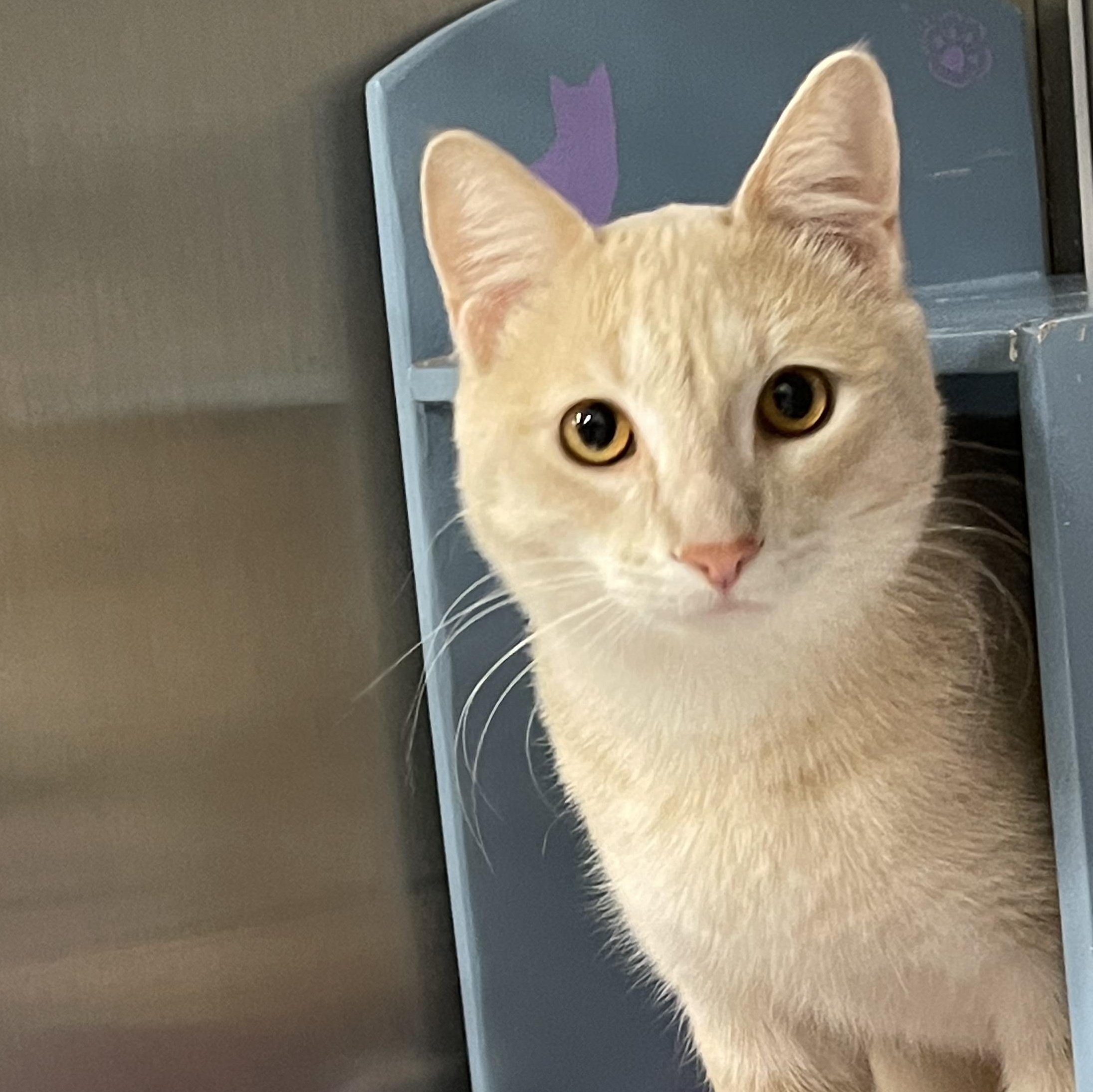 Enlarge George @ Livonia PetSmart  ~ Adopted 4/18/26, an adopted Tabby in Livonia, MI image 1/4