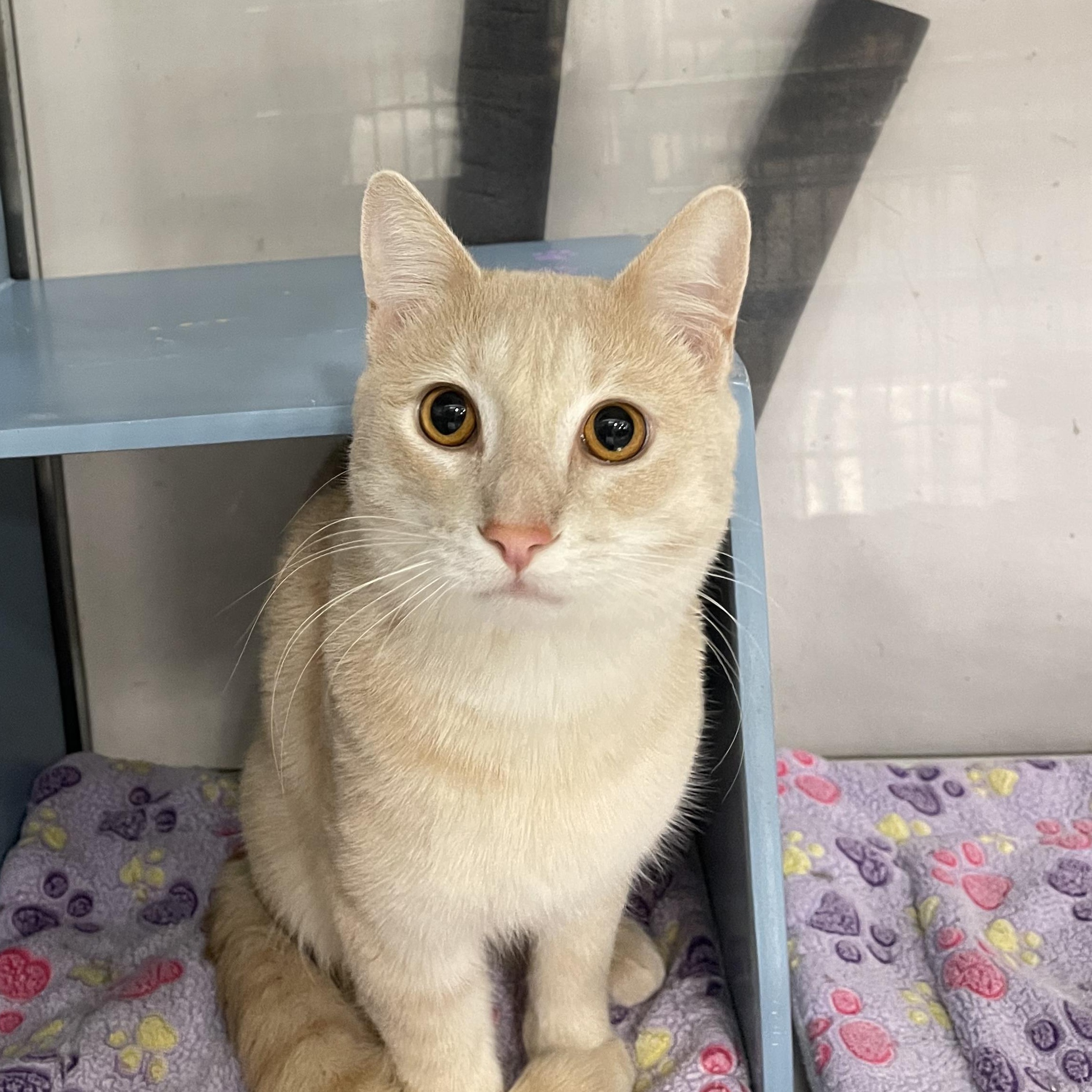 Enlarge George @ Livonia PetSmart  ~ Adopted 4/18/26, an adopted Tabby in Livonia, MI image 2/4