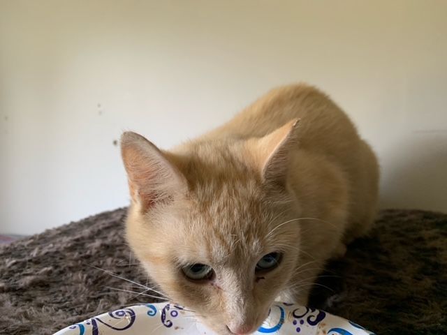 Enlarge SUNSHINE, a Adoptable mixed breed in Ludington, MI image 1/3