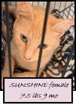Enlarge SUNSHINE, a Adoptable mixed breed in Ludington, MI image 2/3