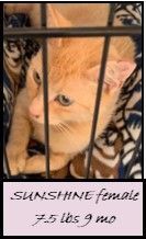 Enlarge SUNSHINE, a Adoptable mixed breed in Ludington, MI image 3/3