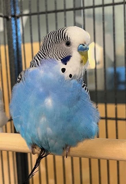 EMERALD, Adoptable, Adult Male Budgie / Budgerigar.