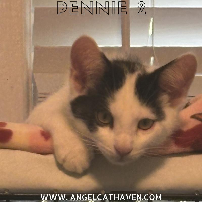 Pennie 2, Baby Female unknown
