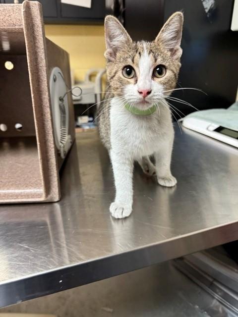 NOELLE, Adoptable, Kitten Female Domestic Short Hair.