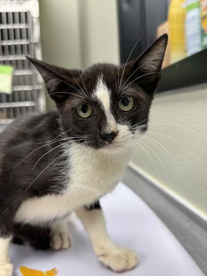 Enlarge Shanvika WA17017-T, a Adoptable mixed breed in Bellevue, WA image 2/6