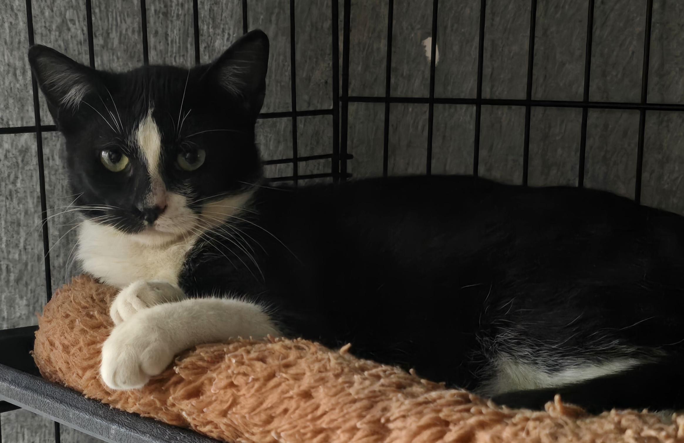 Enlarge Shanvika WA17017-T, a Adoptable mixed breed in Bellevue, WA image 3/6