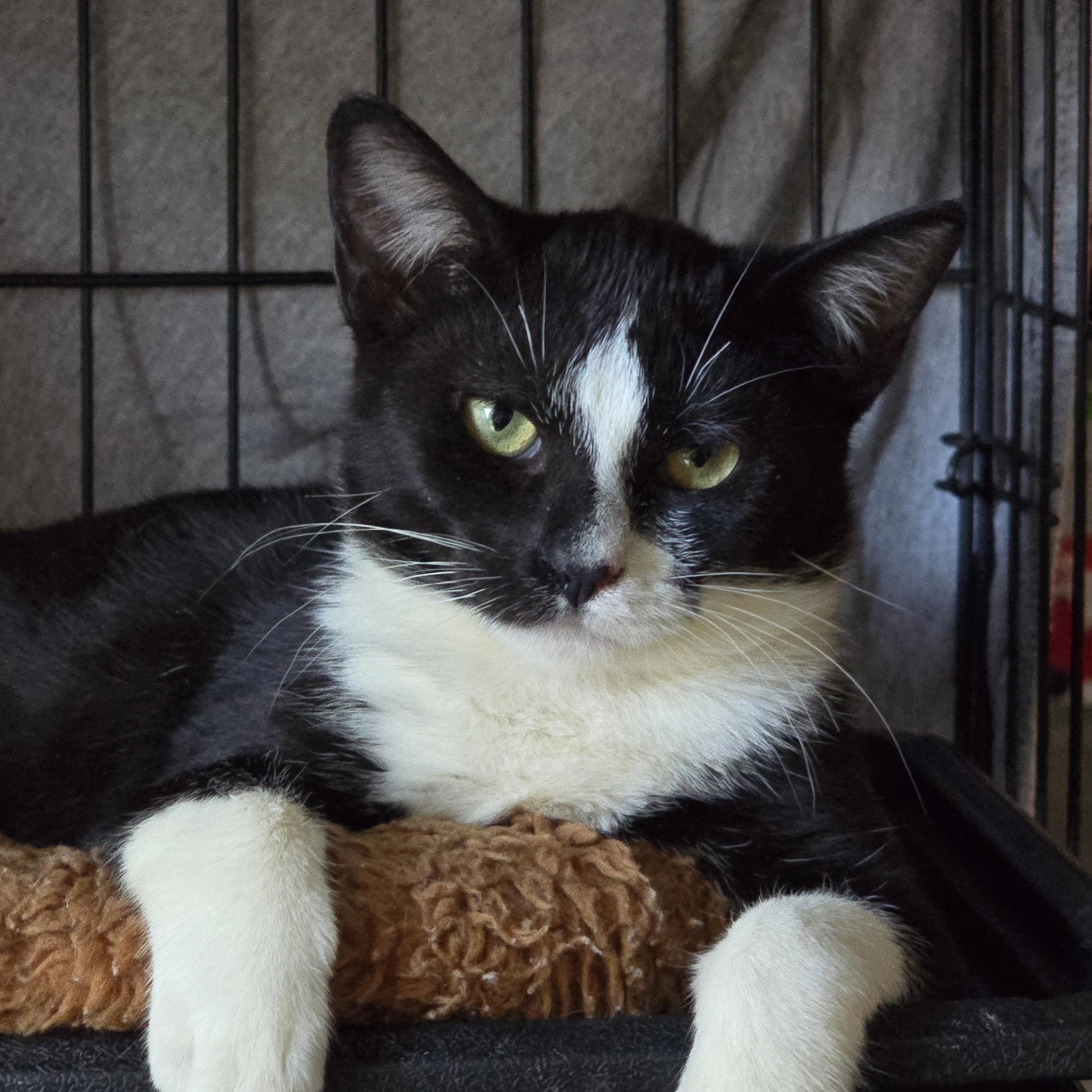 Enlarge Shanvika WA17017-T, a Adoptable mixed breed in Bellevue, WA image 4/6