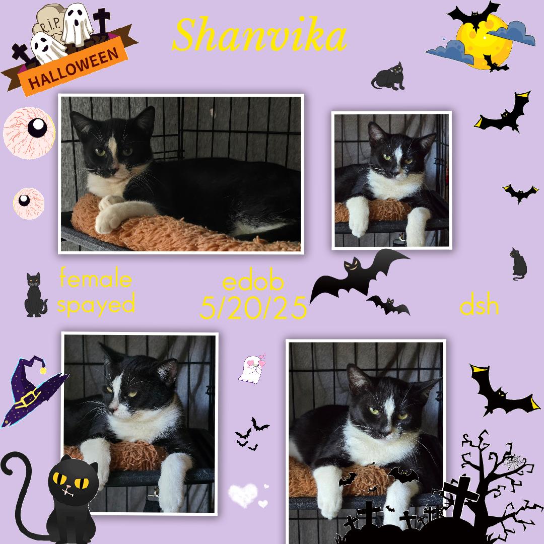 Enlarge Shanvika WA17017-T, a Adoptable mixed breed in Bellevue, WA image 5/6