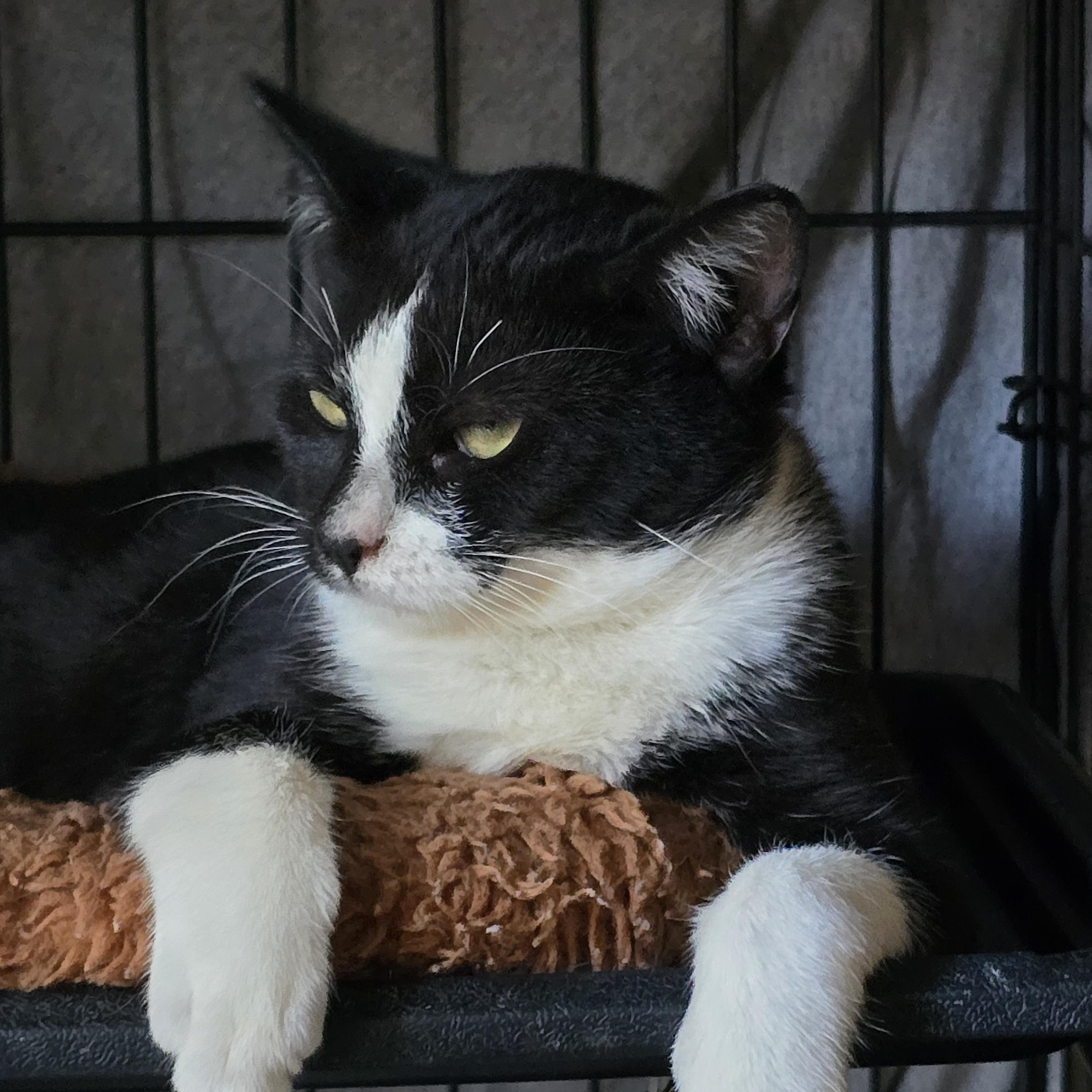 Enlarge Shanvika WA17017-T, a Adoptable mixed breed in Bellevue, WA image 6/6