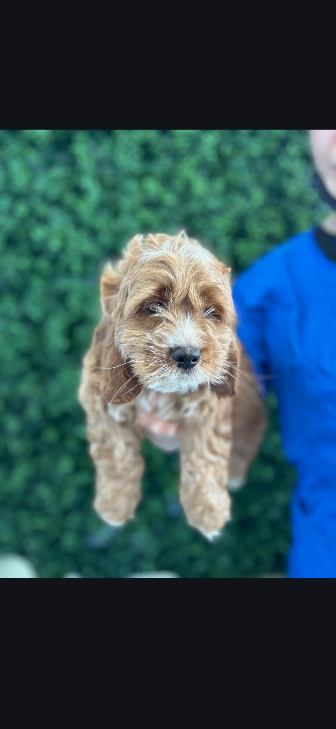 Enlarge Biscuit , a ADOPTABLE Cockapoo in Torrance, CA image 2/3
