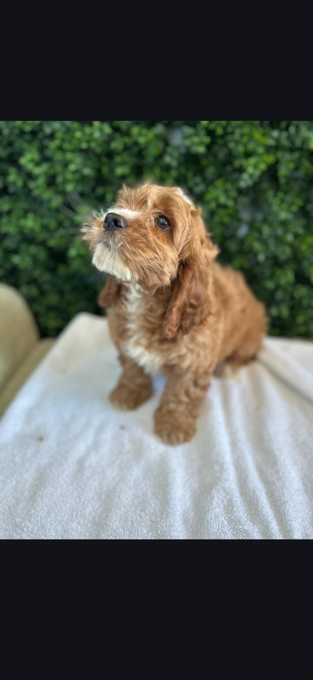 Biscuit , ADOPTABLE, Puppy Male Cockapoo.