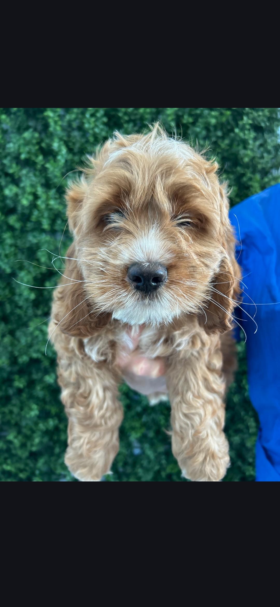 Enlarge Biscuit , a ADOPTABLE Cockapoo in Torrance, CA image 3/3