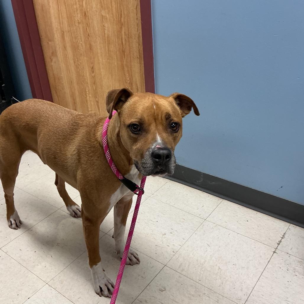 Enlarge Kingston, a Adoptable mixed breed in St Joseph, MO image 1/1