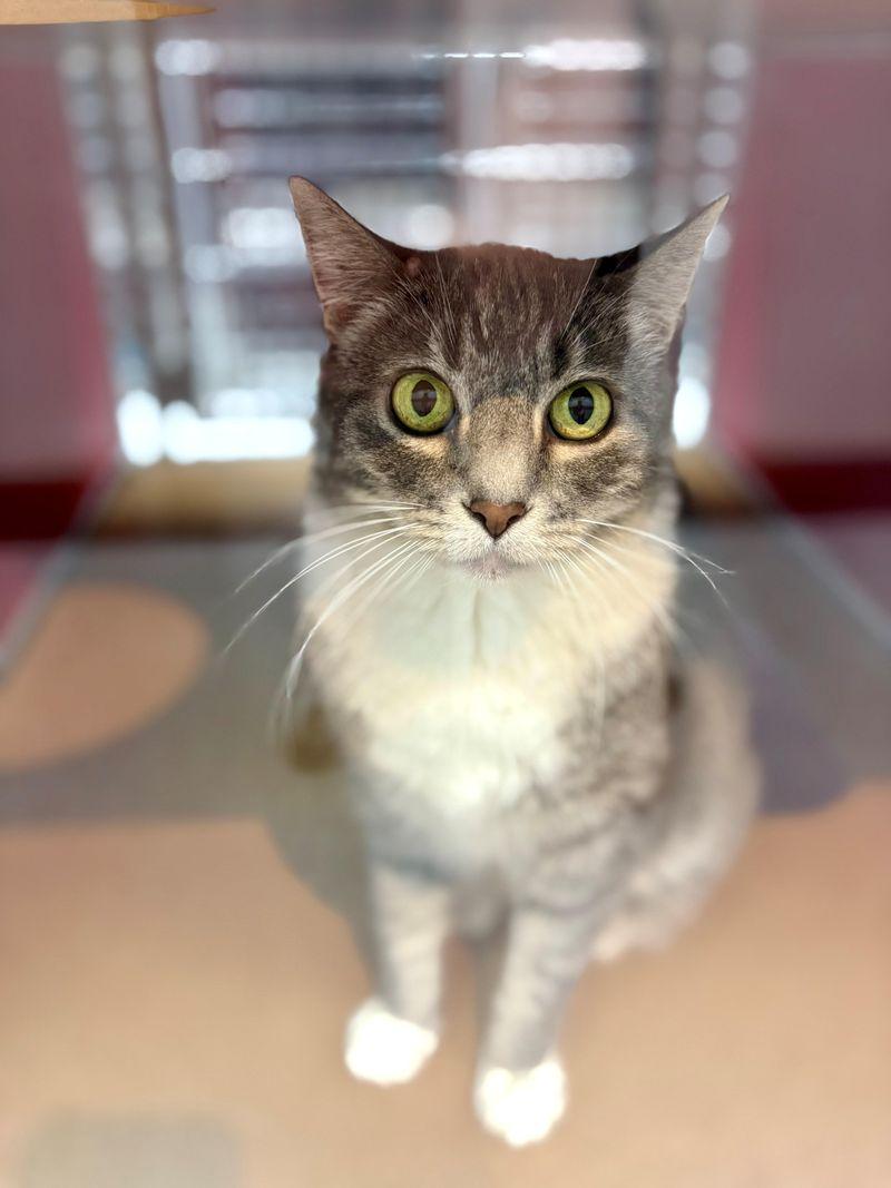 Trixie, Adoptable, Adult Female Domestic Short Hair.