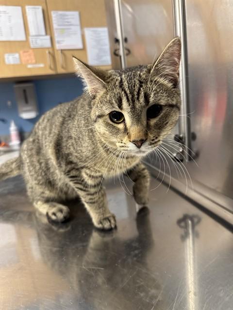 JARED, Adoptable, Young Male Domestic Short Hair.