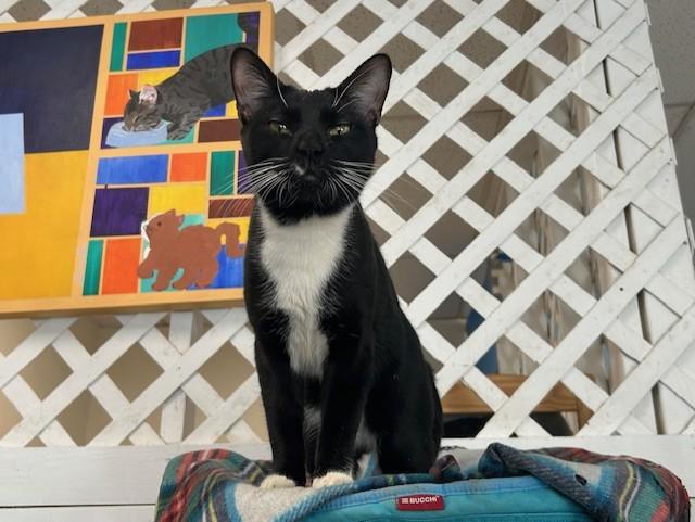 Rebel, a ADOPTABLE Domestic Short Hair in Chicago, IL image 6/6