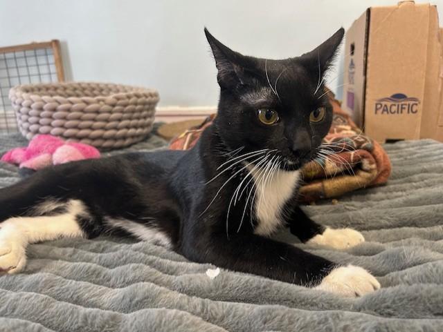 Rebel, a ADOPTABLE Domestic Short Hair in Chicago, IL image 3/6