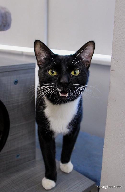 Rebel, a ADOPTABLE Domestic Short Hair in Chicago, IL image 2/6