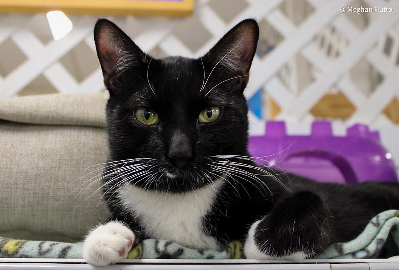 Rebel, ADOPTABLE, Adult Male Domestic Short Hair.