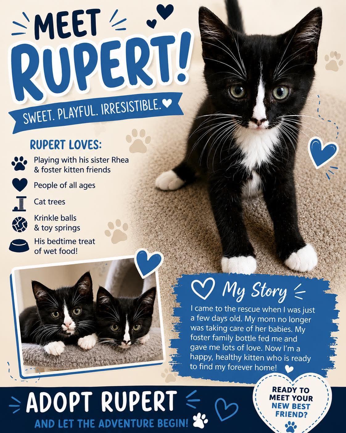 Enlarge Rupert, an adopted Domestic Short Hair in Sioux Falls, SD image 3/3