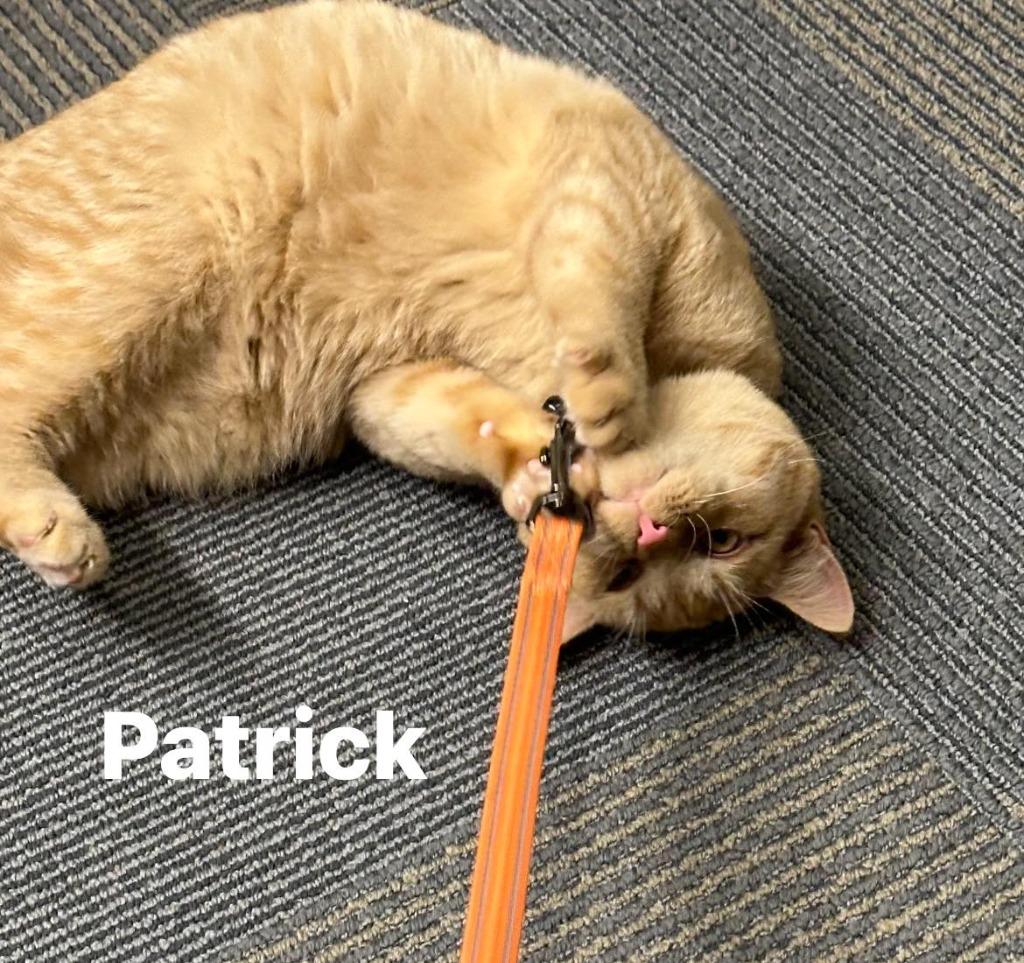 Patrick, a Adoptable American Bobtail in Cloquet, MN image 1/2