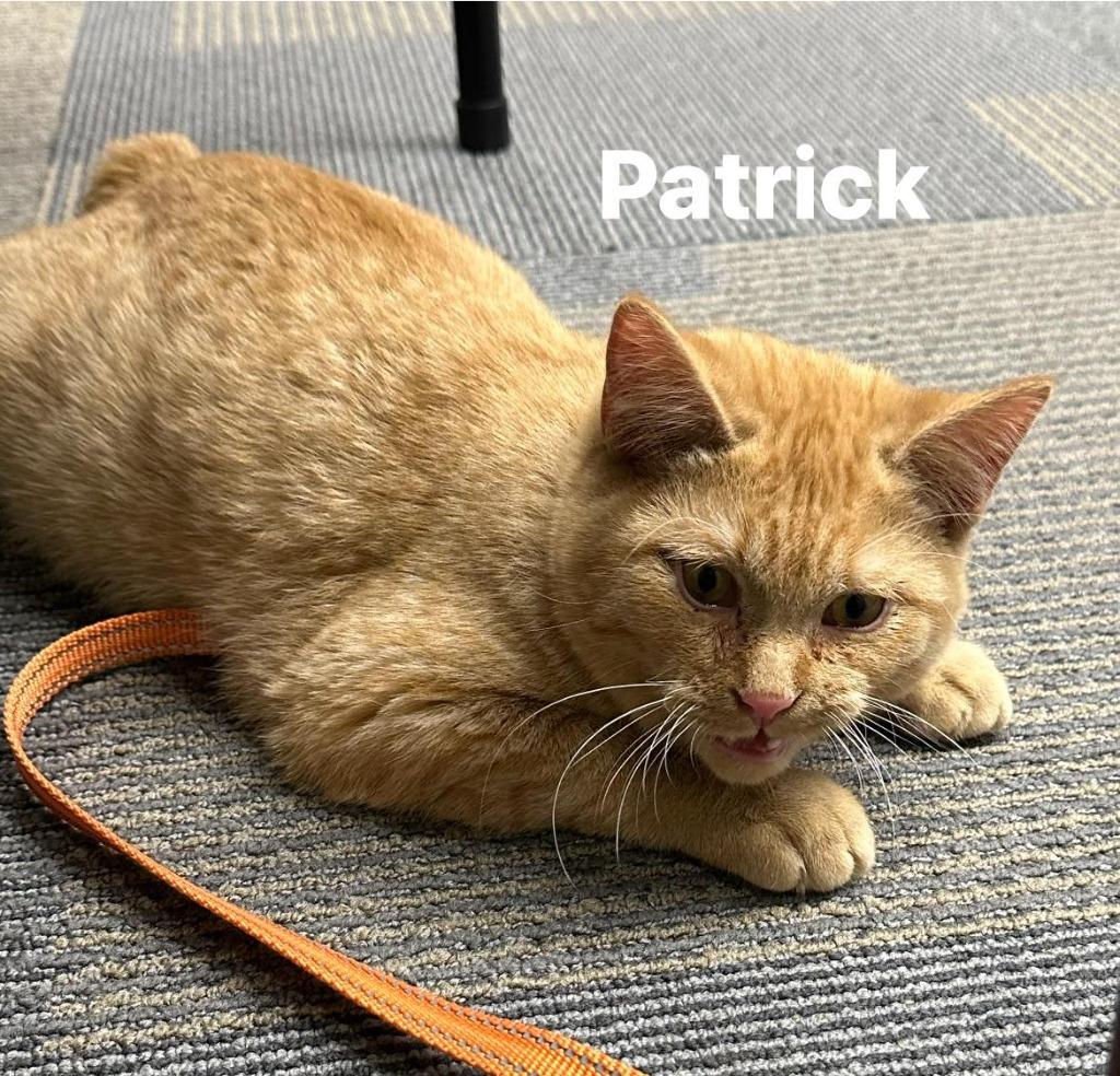 Patrick, a Adoptable American Bobtail in Cloquet, MN image 2/2