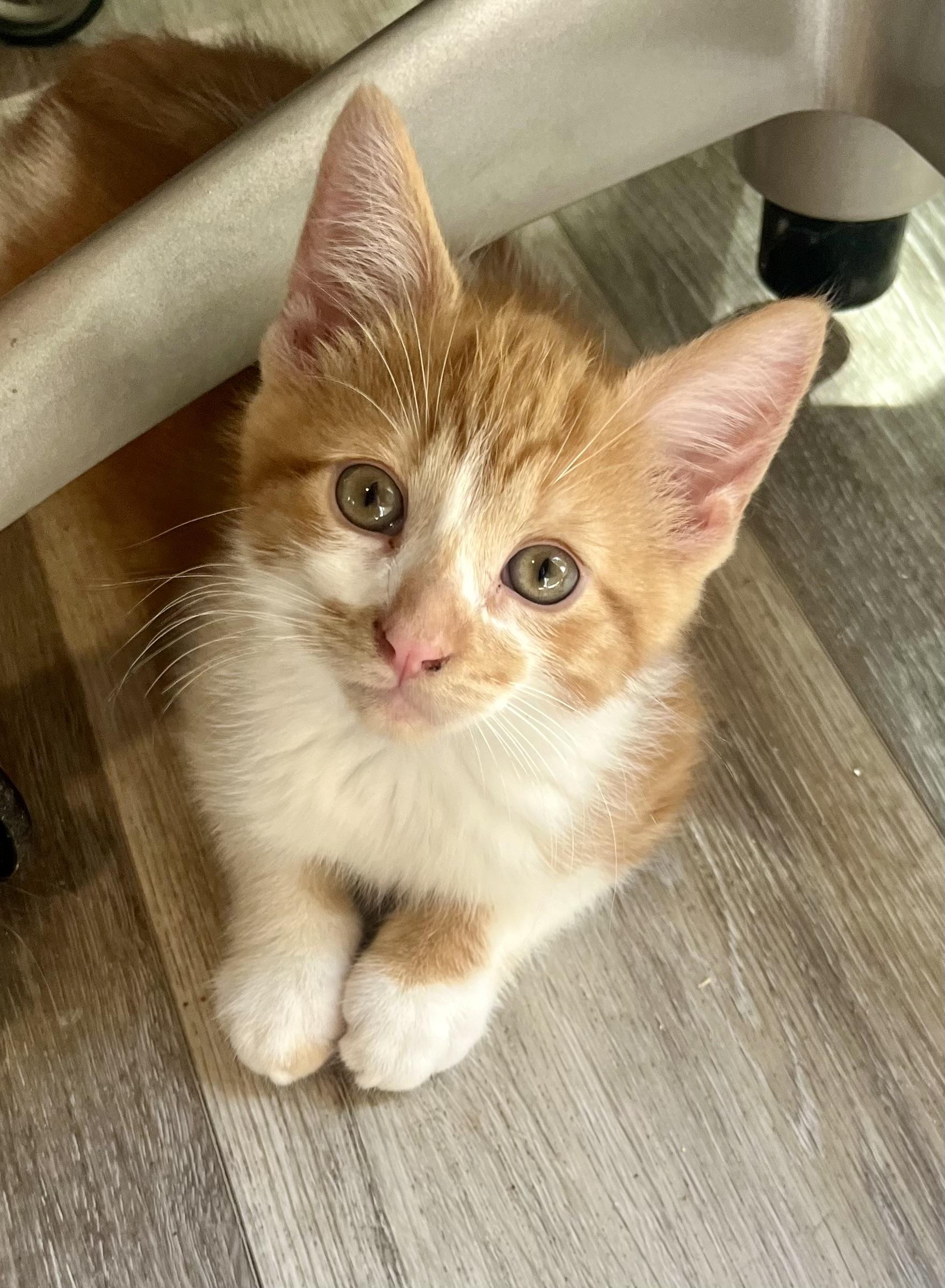 Bronny, ADOPTABLE, Kitten Male Domestic Short Hair.