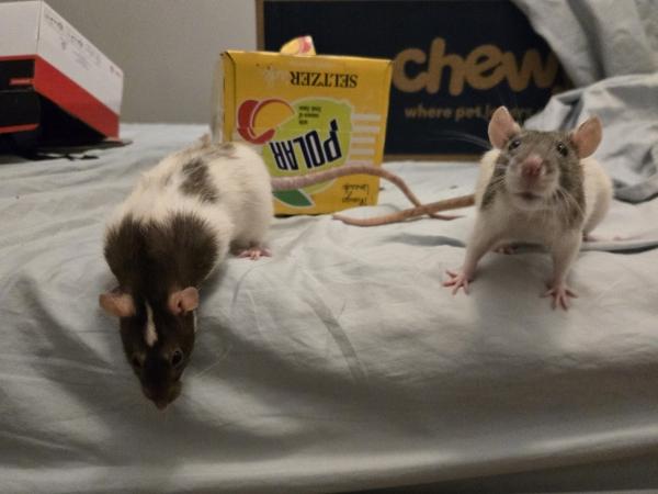 Enlarge Julius Cheezer & Pasketti, a ADOPTABLE Rat in Dedham, MA image 2/5