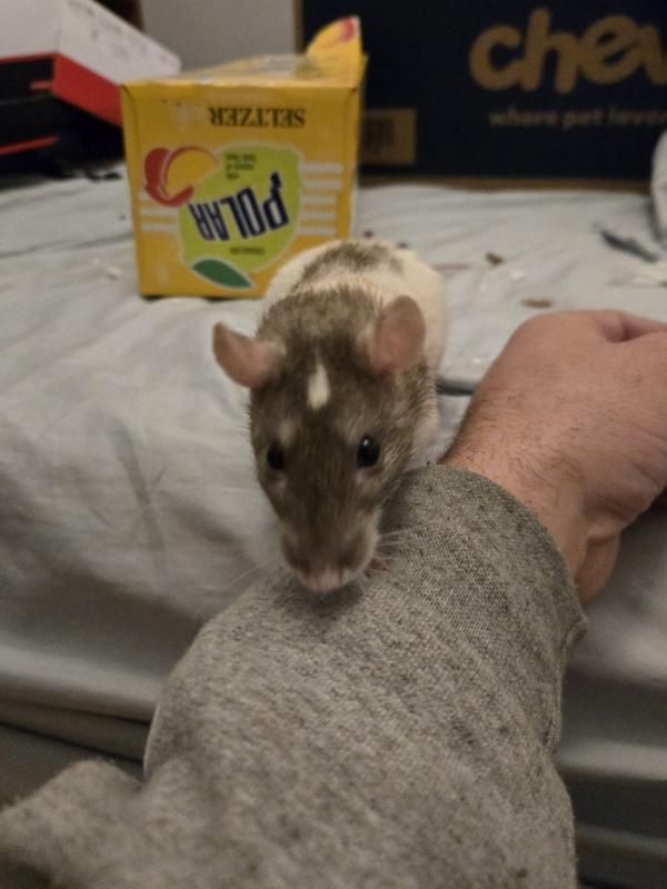 Enlarge Julius Cheezer & Pasketti, a ADOPTABLE Rat in Dedham, MA image 5/5