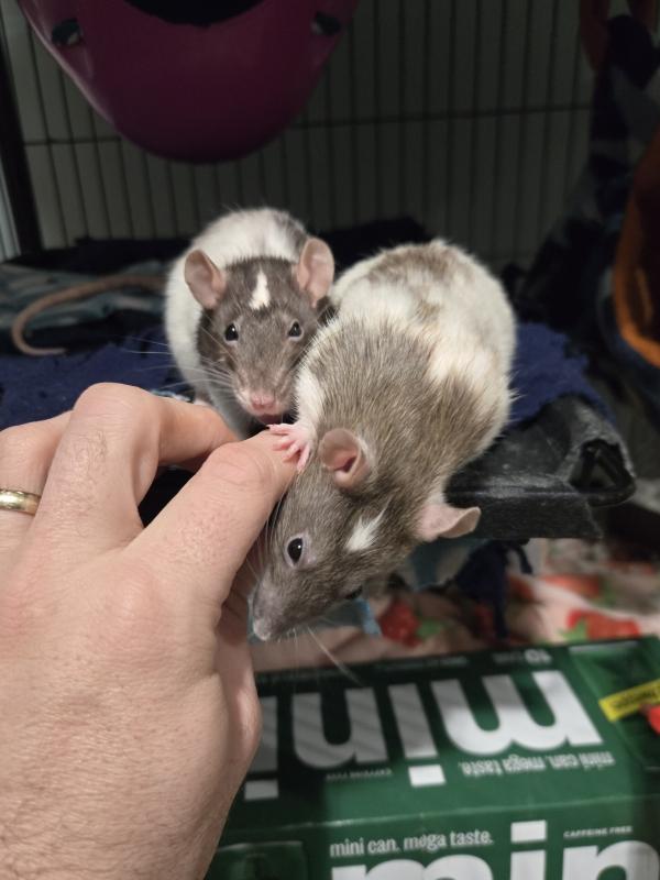 Enlarge Julius Cheezer & Pasketti, a ADOPTABLE Rat in Dedham, MA image 4/5