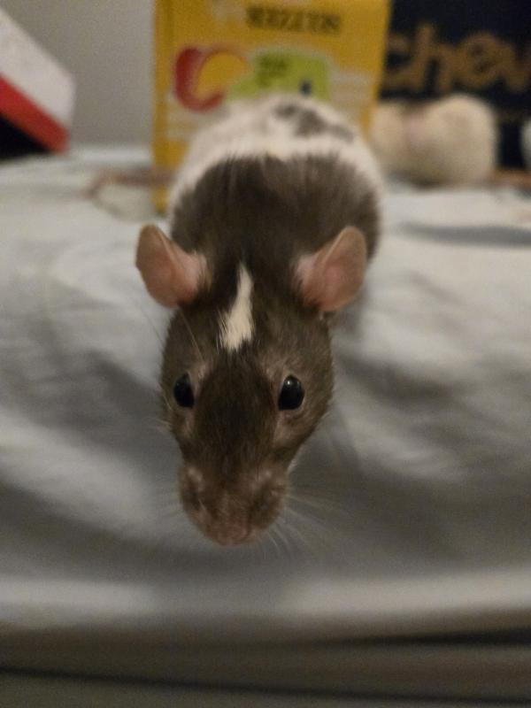 Enlarge Julius Cheezer & Pasketti, a ADOPTABLE Rat in Dedham, MA image 3/5