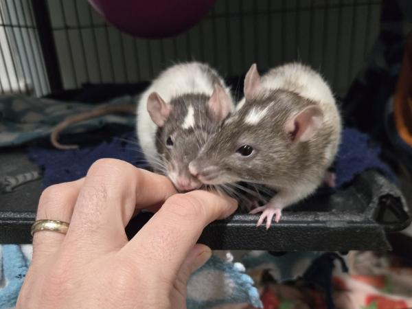 Enlarge Julius Cheezer & Pasketti, a ADOPTABLE Rat in Dedham, MA image 1/5