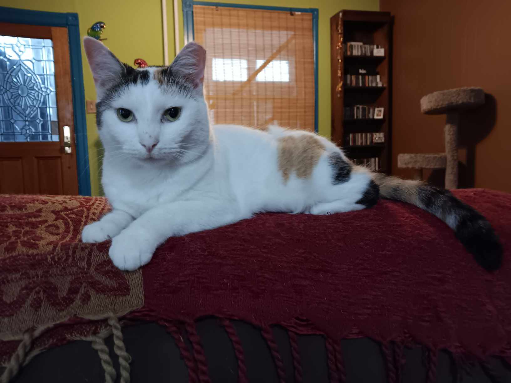 Tori, a Adoptable Domestic Short Hair in Springfield, PA image 5/6