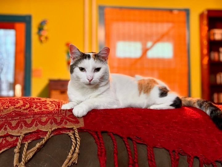 Tori, Adoptable, Adult Female Domestic Short Hair.