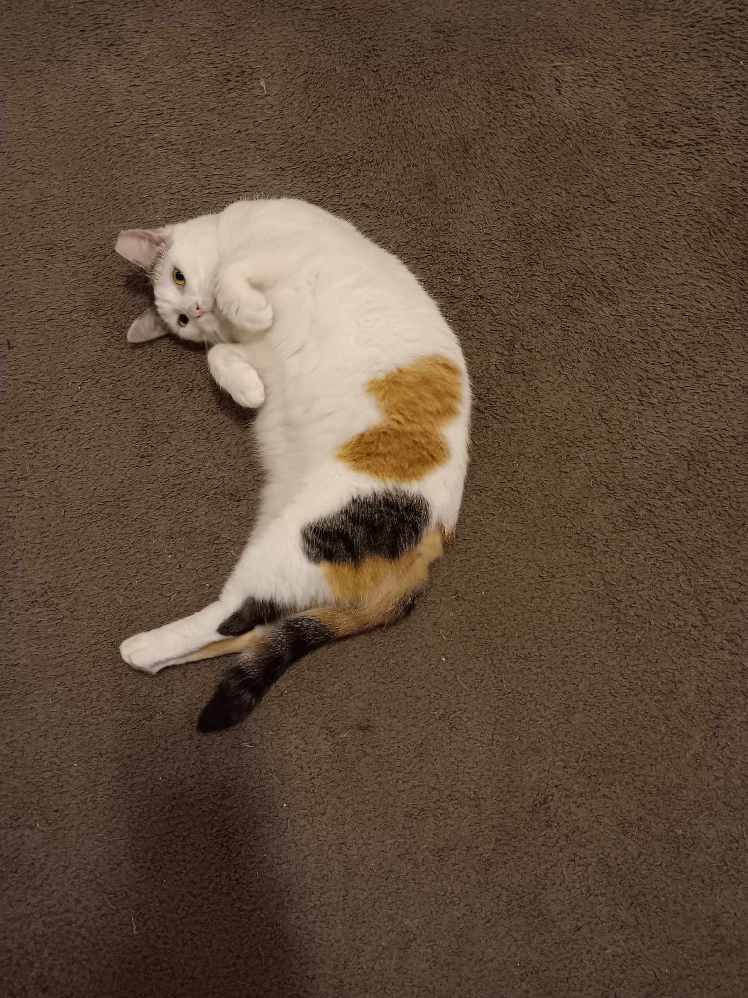 Tori, a Adoptable Domestic Short Hair in Springfield, PA image 4/6