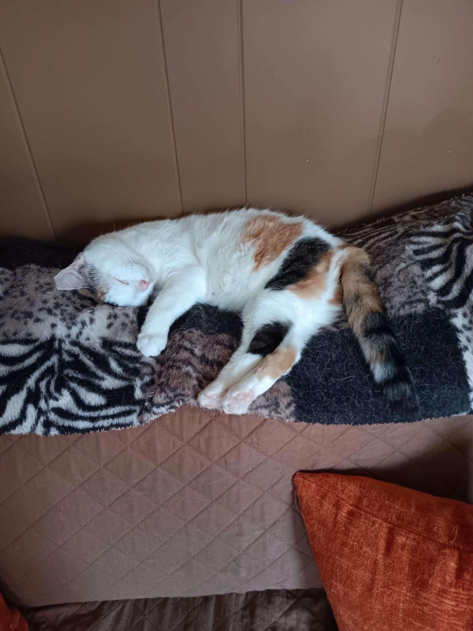 Tori, a Adoptable Domestic Short Hair in Springfield, PA image 2/6