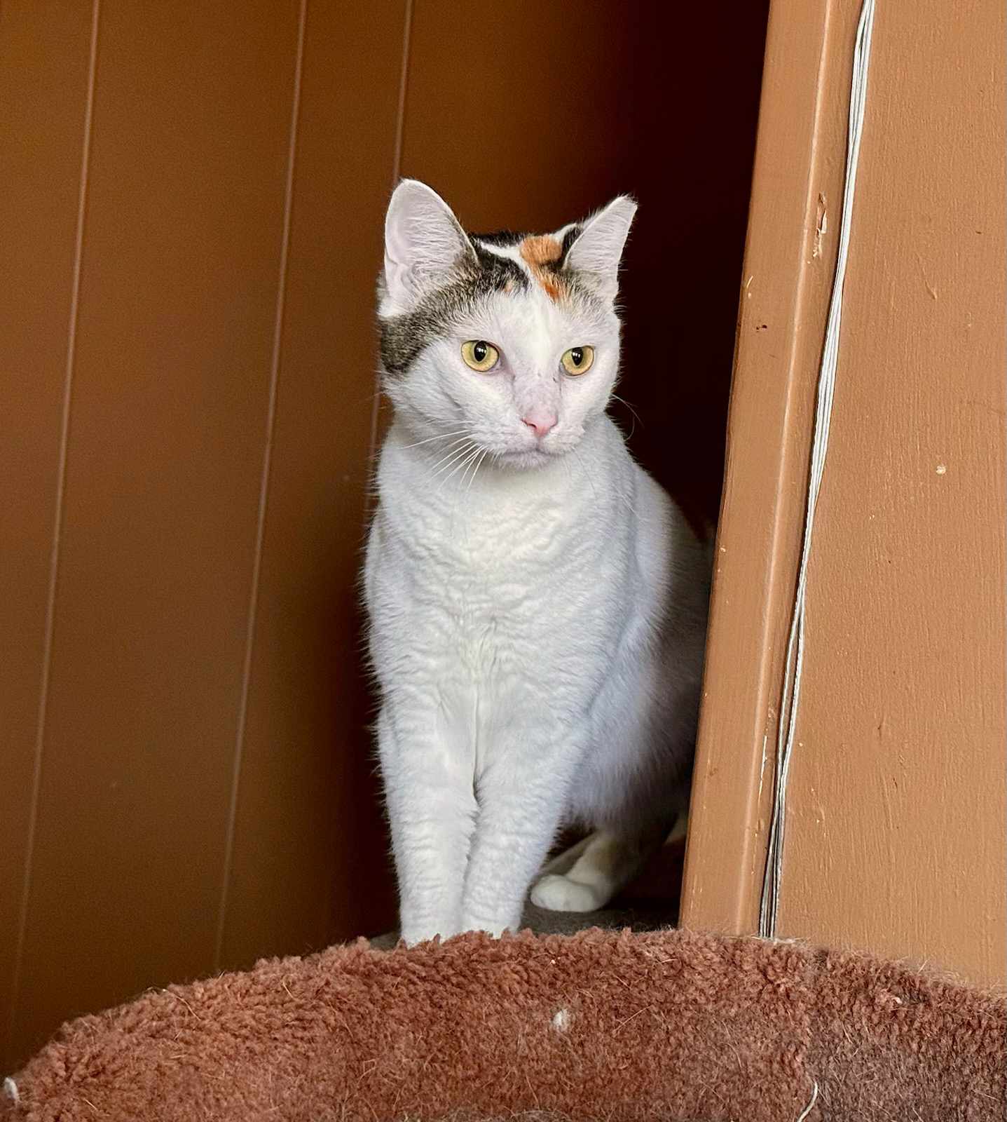 Tori, a Adoptable Domestic Short Hair in Springfield, PA image 6/6